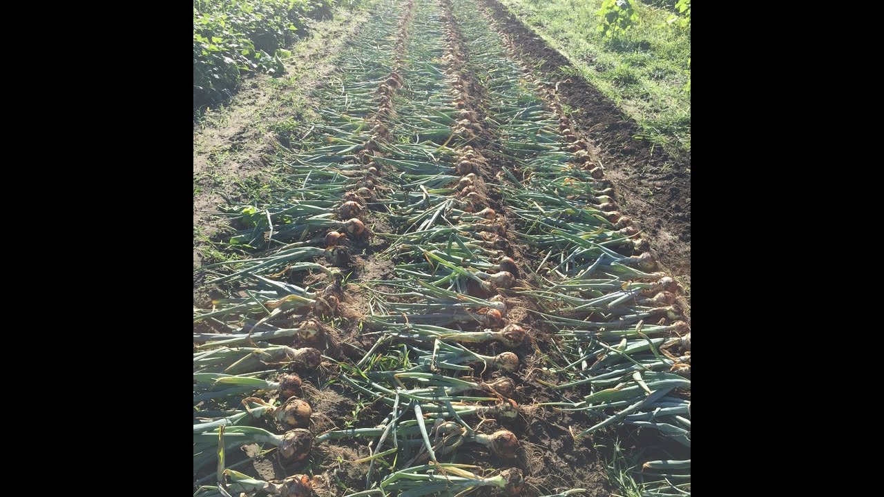 planting onions YouTube