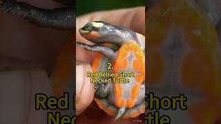5 Spesies Kura-kura Aneh dan Menakjubkan 😲 | Fakta Gila | Fakta Menakjubkan | Fakta Hewan Lucu
