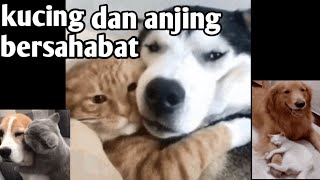 Ngakak 😅anjing bersahabat dengan kucing.#funny