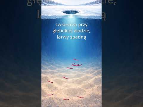 Precyzyjne nęcenie pod lodem