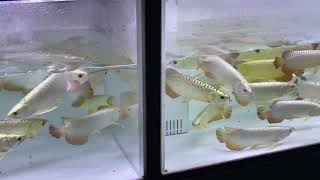 【引き取り限定】シルバーアロアナ50センチ〜60センチ 200,001円〜 | アロワナ等の大型魚・熱帯魚のオンライン販売店