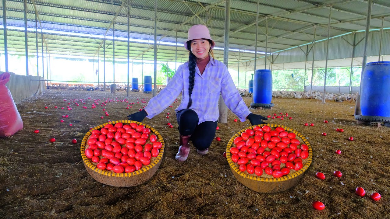 Harvesting Blood-colored Red Eggs Go To Market Sell - Cooking, Farm | Duong Harvest