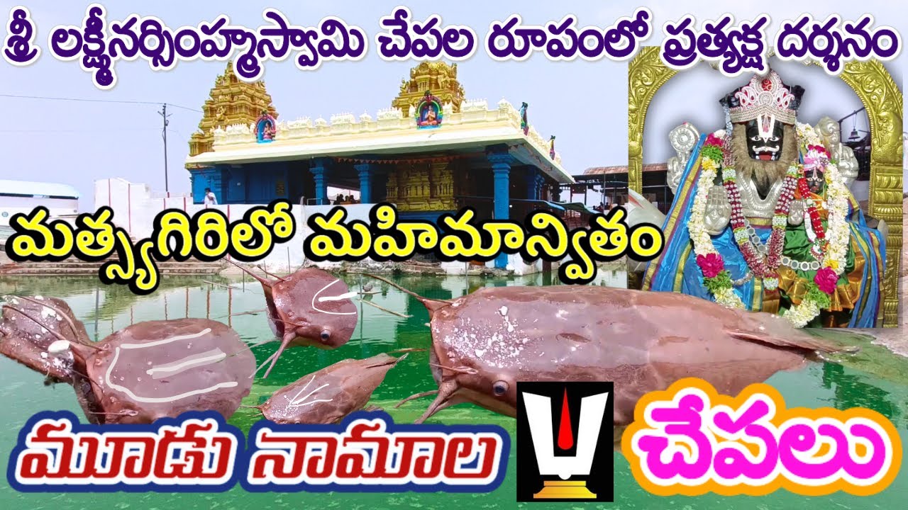 ఈ ఆలయం కొనేరులో మూడునామాల విష్ణు చేపలు | స్వయంభూ మత్స్యగిరి లక్ష్మీనరసింహ స్వామివారి మహిమ
