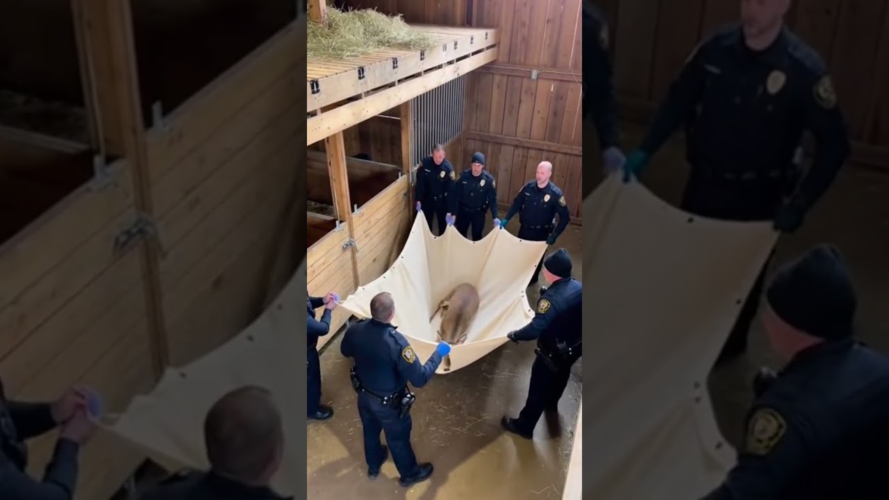 Will they catch him? Trapped deer leaps from barn loft.