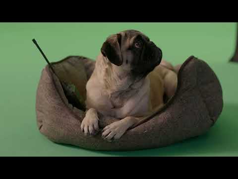La Historia Del PUG De Hombres De Negro (Mushu Pug)
