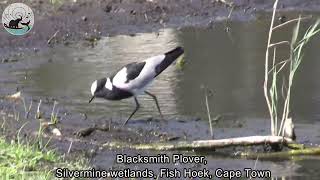 Blacksmith Plover foraging | Animal observations
