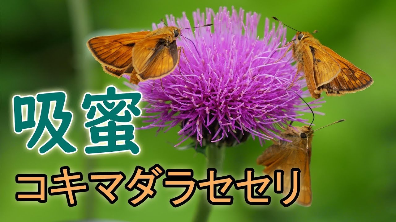 オオチャバネセセリ 黄金色の美しい翅裏 Polytremis Pellucida Beautiful Opposite Side Of The Wings Youtube