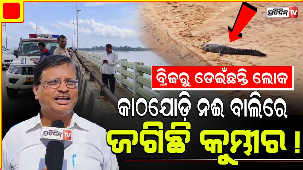 କାଠଯୋଡ଼ି ବ୍ରିଜରୁ ଡେଇଁଛନ୍ତି ଲୋକ, ଖାଦ୍ୟ ପାଇଁ ଜଗିଛି କୁମ୍ଭୀର !Crocodile found in Cuttack Kathajodi River