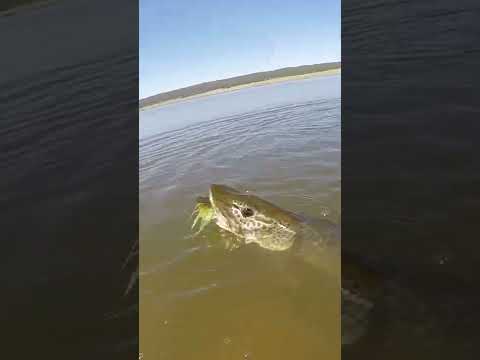 Tiger Muskie on