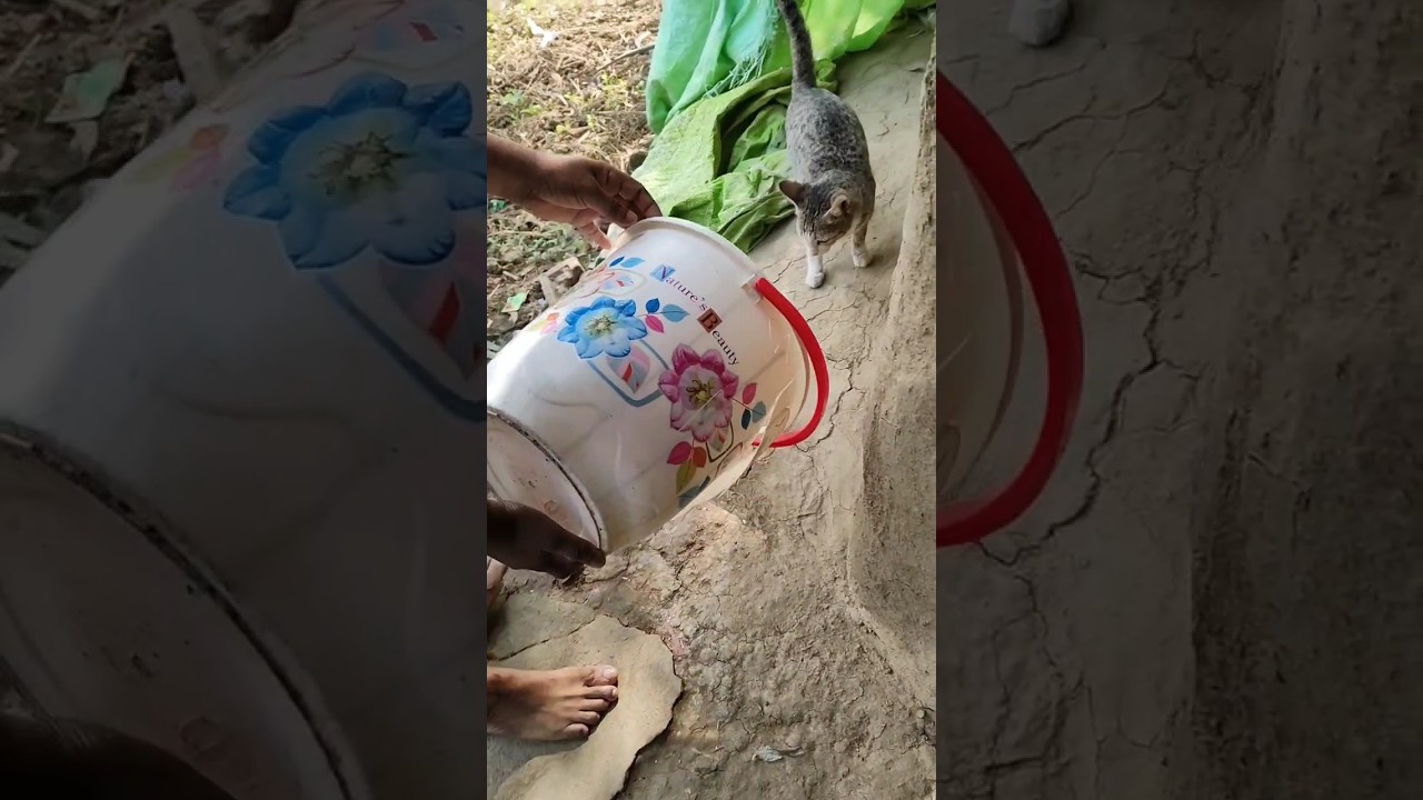 How to trap wild cat youtube short video 