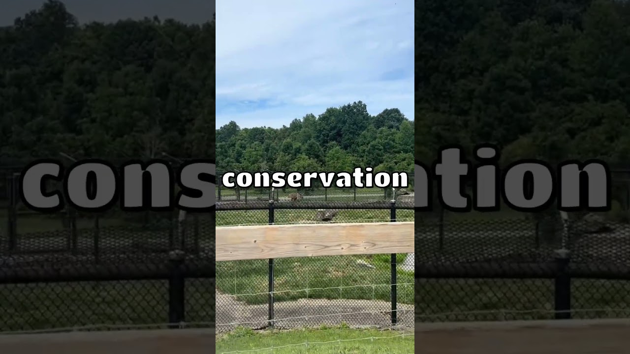 Discover Niagara Falls Zoo: Wildlife Adventure Near the Falls! 🦁🌊 