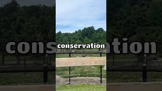 Discover Niagara Falls Zoo Wildlife Adventure Near The Falls