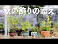 秋の飾りの添えを作ろう。山野草の紹介と植え替え【盆栽Q】