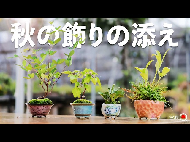 Creating Autumn Accent Plantings: Introducing Wild Plants and