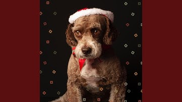 Pulsating Ambiance for Calm Puppies