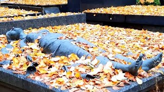 Троекуровское Кладбище Могилы Известных Людей Осень 2022