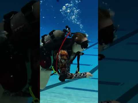 Dive Buddies: Here’s
