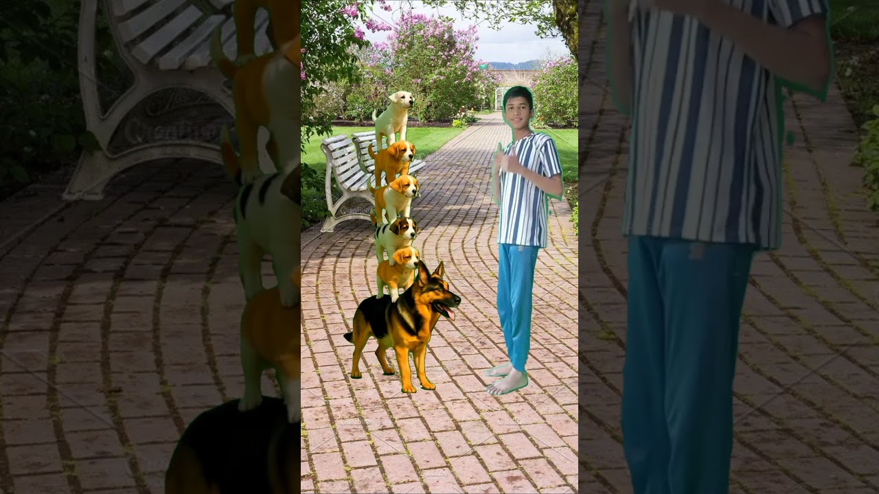 6 dogs are stacked layer by layer. The dog at the bottom is really amazing