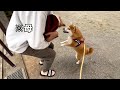 我が子のように育てた柴犬を実家の家族に会わせた結果