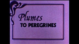 Plumes to Peregrines