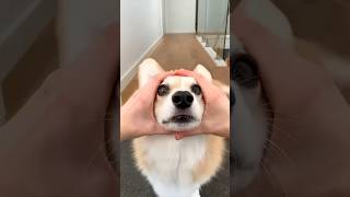 cute corgi action😍😍😍🐶🐶#funny #shorts #293