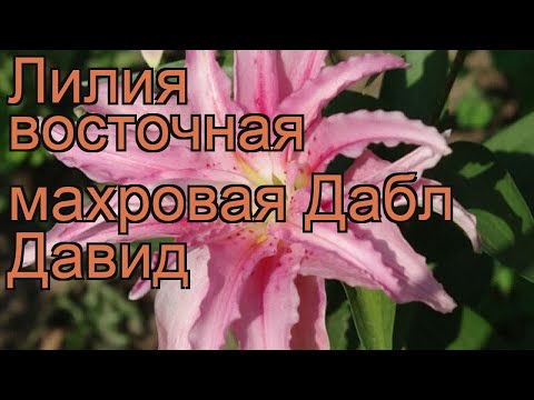 Лилия восточная махровая Дабл Давид (lilium) 🌿 обзор: как сажать, луковицы лилии Дабл Давид