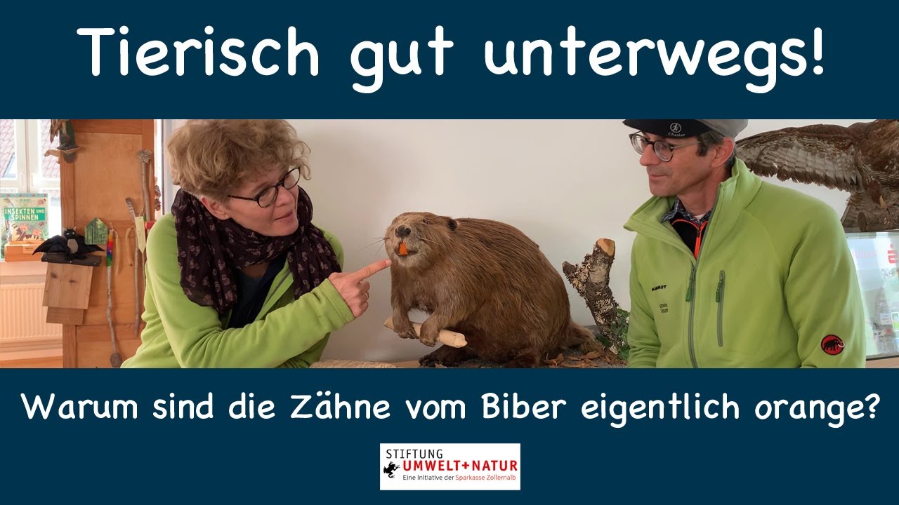 Warum Haben Biber Orange Zähne? – PPMKUW