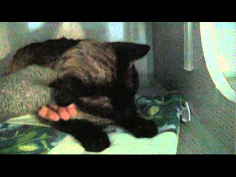 siamese-rescue---small-spaces-for-scared-cats