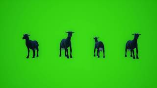 Goat animal green screen  walk realistic 3D Animal rendering isolated green screen 4k