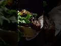 VLOG 13 Preview - Lambinades Grand Opening 🤤 #vlog #food #brisbane