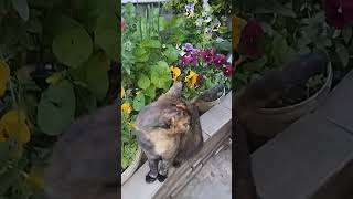 🦁ЛЬВИНЫЙ ЗЕВ!👌 #shortsbeta #flowers #вечер #цветы #запорожье