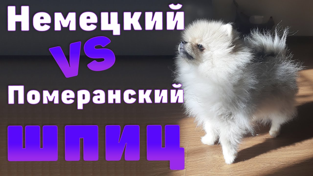 Померанский шпиц и малый немецкий шпиц различия