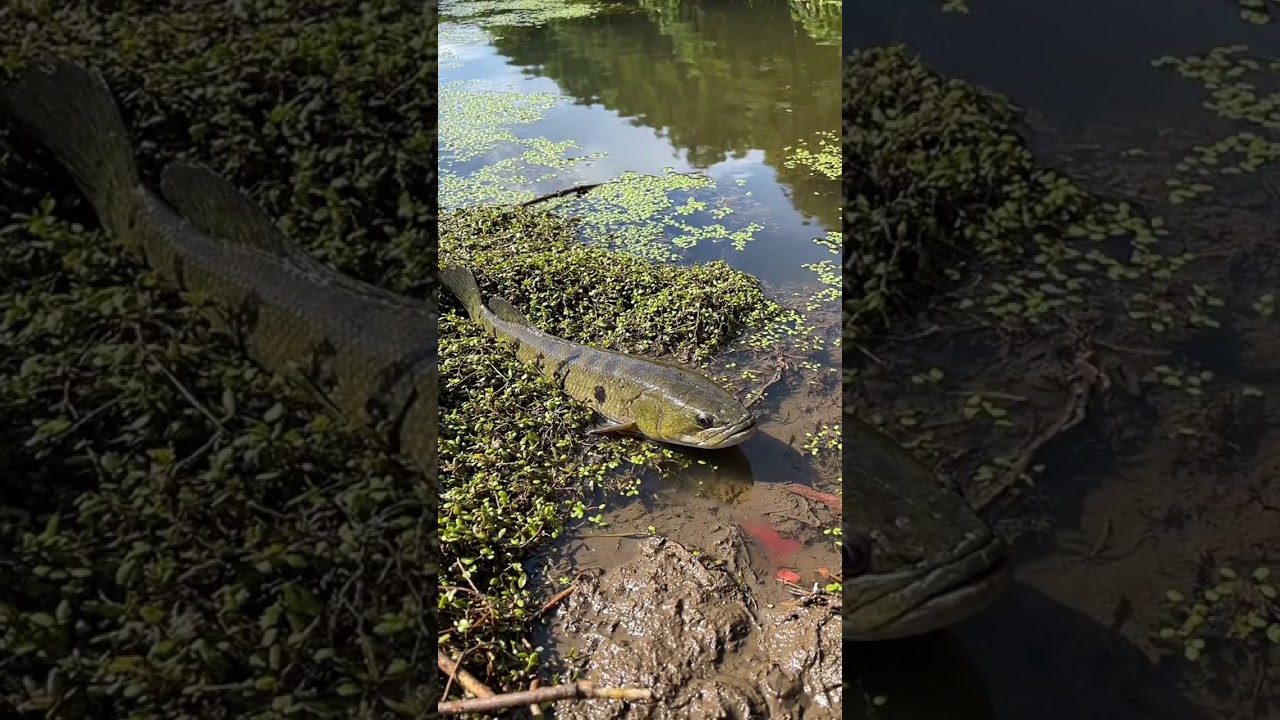 🤯 CRAZY Fish BITE This Bait?! 🎣 You WON'T Believe What Happens! 🐟