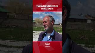 Vanda Sokak Köpekleri Dehşet Saçtı