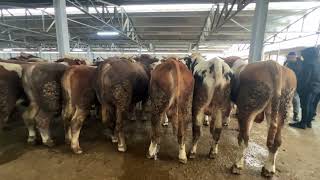 Kelkit Hayvan  Pazarı Kurbanlık Hayvanlar Piyasıya Çıkıyor 