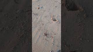 Pulau Tak Berpenghuni