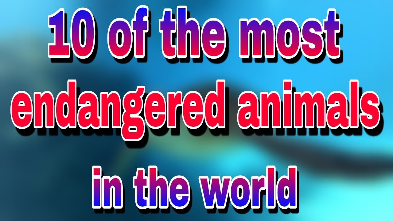10 of the most endangered animals in the world - YouTube