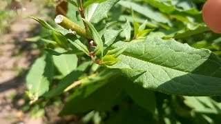 Przycinanie floksów i innych bylin, w celu pobudzenia ich do powtórnego kwitnienia. Melarosa 117