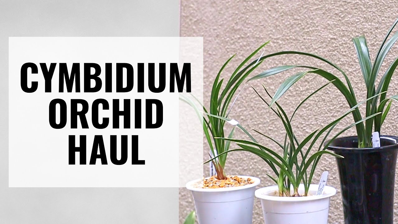 Доставка орхидей: цимбидиумы из Нового Света – азиатские виды (goeringii, ensifolium и sinense)