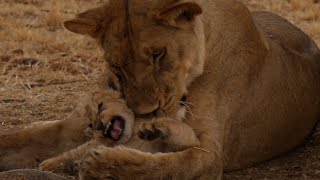 엄마~나 어느 다리 밑에서 주워 왔어? [아프리카 사파리 플러스⁺] 154