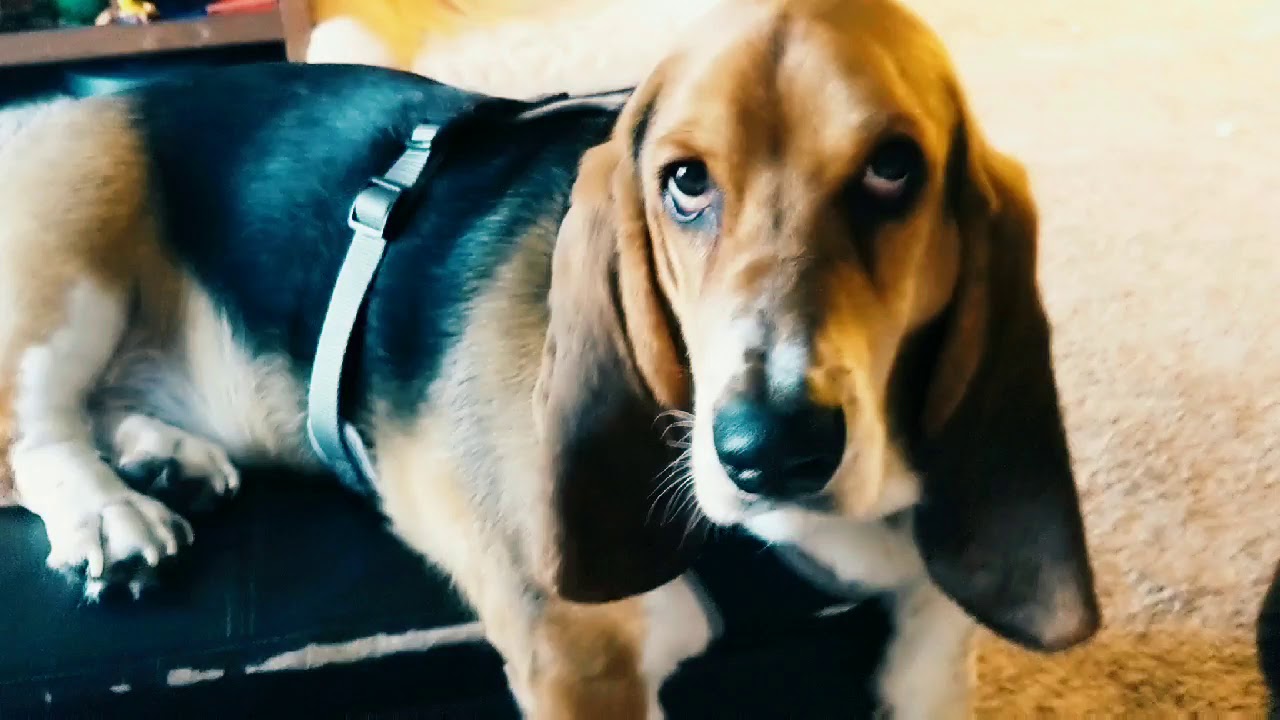 Basset hound whining for attention as usual YouTube