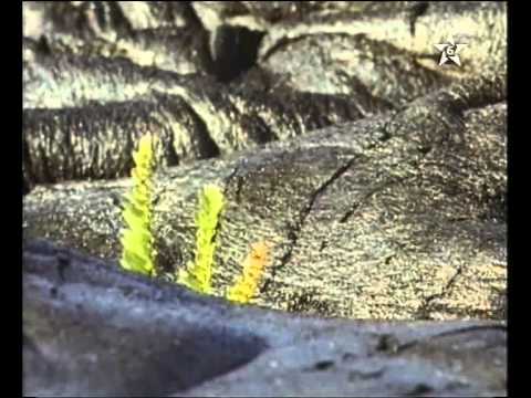 Tasbihat Al Mae تسبيحات الماء 