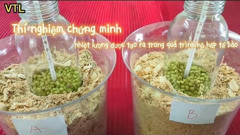 Thí Nghiệm Chứng Minh Nhiệt Lượng Được Tạo Ra Trong Quá uá Trình Hô Hấp Tế Bào | KHTN 7| CTST