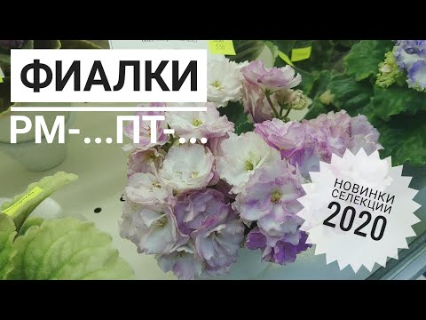Выставка 'Фиалки на