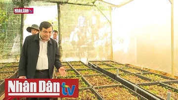 Tập trung phát triển sâm Ngọc Linh