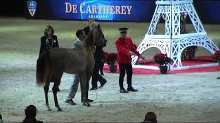 Memories of Paris - World Arabian Horse Championships 2022 - Part 2 -  Yearling Female - Group B