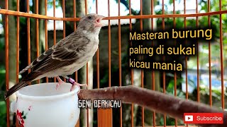 Suara burung sanger gacor