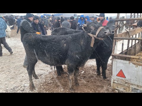 ХОРАЗМ БОГОТ МОЛ БОЗОРИ БОКИЛАДИГАН ХУКИЗЛАР ЯНГИ НАРХЛАРИ БУГУН МОЛ КАМ ТУШУБДИ ! 12 ФЕВРАЛЬ 2025 Г