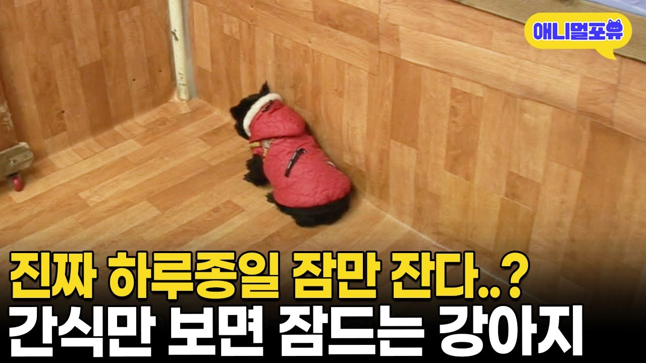 하루종일 잠 자는 강아지. 왜 이러지? 확인해보니 | KBS 생생정보통 120214 방송