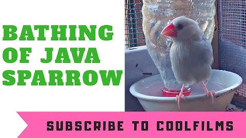 Bathing of Java Sparrow ( bathing bird )